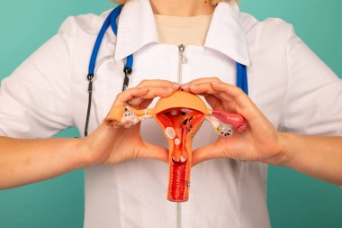 Doktor anatomik model kadın üreme organları tutuyor.