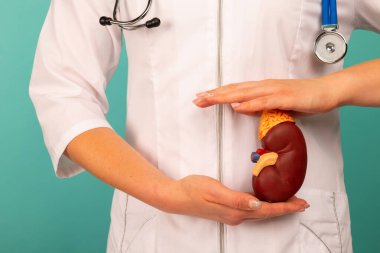 Kadın hemşire anatomik model insan böbreği tutuyor. Yardım ve bakım konsepti. Yardım ve bakım kavramı