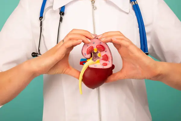 stock image woman nurse is holding anatomical model human kidney . Help and care concept. Help and care concept