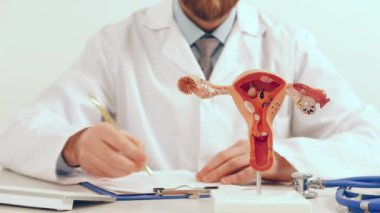 Ofiste çalışan dost canlısı bir erkek jinekolog. Çalışma masasında kadın üreme sistemi modeli