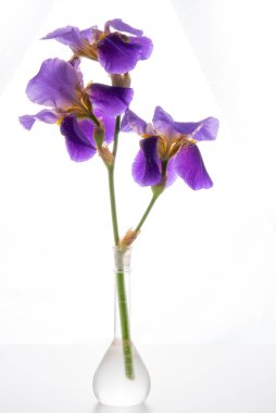 beyaz arkaplanda mor zambak renginde