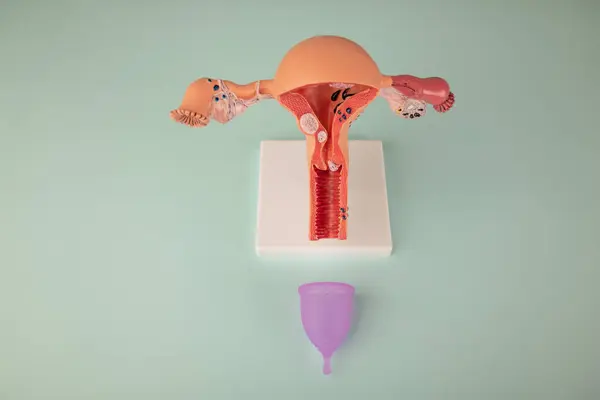 stock image mockup of female reproductive system and pink menstrual cup on blue background. Concept of a novelty of a medical vaginal bowl for discharge during menstruation in a girl.