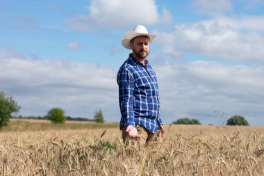 Altın buğday tarlasında tarım yapan adam. Erkek, buğday kulaklarını elinde tutuyor..