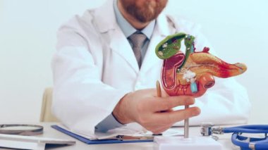 Doktor, plastik model insan pankreası üzerinde kalem gösteriyor.