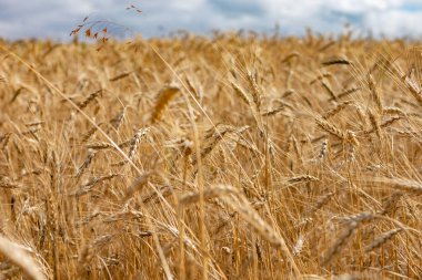Buğday tarlası. Altın buğday kulakları yakın mesafede.
