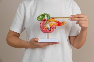 Kadın doktor pankreas modeli gösteriyor.