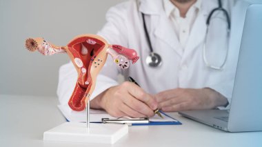Kadın üreme sisteminin modeli doktorların çalışma masasında.