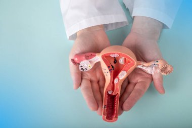 Doktor jinekolog kadın üreme sisteminin modelini elinde tutuyor. Yardım ve bakım kavramı