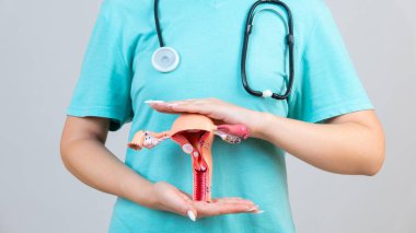 Steteskoplu kadın jinekolog kadın üreme sisteminin modelini elinde tutuyor. Yardım ve bakım kavramı