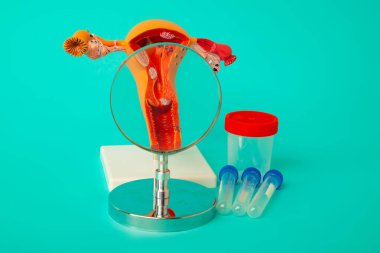 İnsan dişi üreme organlarının anatomik modeli büyüteç, test tüpleri ve mavi arka planda analiz için kavanoz. Erken teşhis ve tedavi.