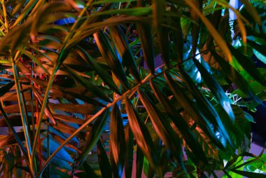 Tropikal yapraklardan oluşan yaratıcı floresan renk düzeni. Düz neon renkler uzanıyordu. Doğa konsepti.