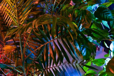 Tropikal yapraklardan oluşan yaratıcı floresan renk düzeni. Düz neon renkler uzanıyordu. Doğa konsepti.