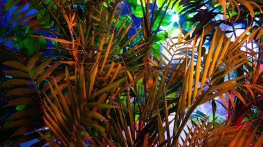 Tropikal yapraklardan oluşan yaratıcı floresan renk düzeni. Düz neon renkler uzanıyordu. Doğa konsepti.