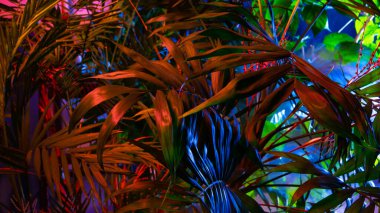 Tropikal yapraklardan oluşan yaratıcı floresan renk düzeni. Düz neon renkler uzanıyordu. Doğa konsepti.
