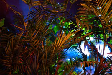 Tropikal yapraklardan oluşan yaratıcı floresan renk düzeni. Düz neon renkler uzanıyordu. Doğa konsepti.