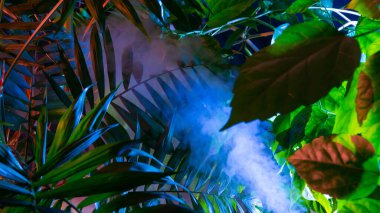 Tropikal yapraklardan oluşan yaratıcı floresan renk düzeni. Düz neon renkler uzanıyordu. Doğa konsepti.