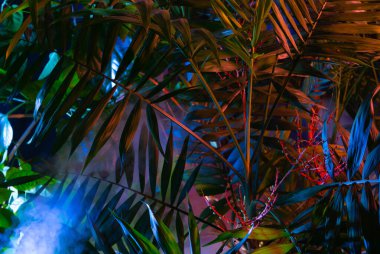 Tropikal yapraklardan oluşan yaratıcı floresan renk düzeni. Düz neon renkler uzanıyordu. Doğa konsepti.