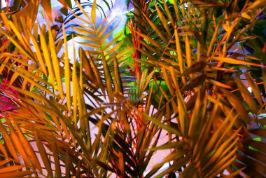 Tropikal yapraklardan oluşan yaratıcı floresan renk düzeni. Düz neon renkler uzanıyordu. Doğa konsepti.