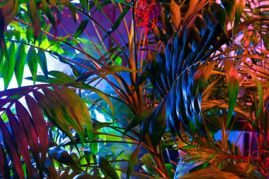 Tropikal yapraklardan oluşan yaratıcı floresan renk düzeni. Düz neon renkler uzanıyordu. Doğa konsepti.