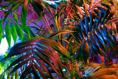 Tropikal yapraklardan oluşan yaratıcı floresan renk düzeni. Düz neon renkler uzanıyordu. Doğa konsepti.