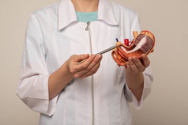 Kadın doktor mide modelini işaret ediyor.