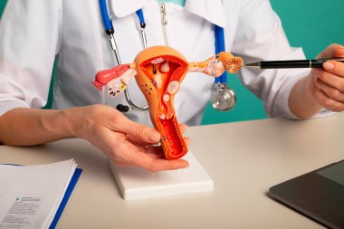 Doktor jinekolog rahmin ve yumurtalıkların plastik modelinde kalem gösteriyor.