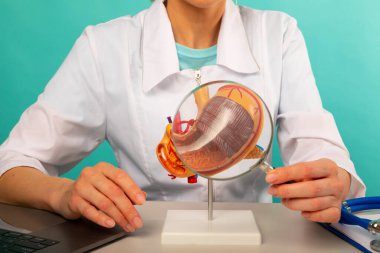 Erkek doktor, mide modelini büyüteç kullanarak gösteriyor. Erken teşhis ve tedavi.
