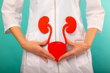 Steteskoplu kadın doktor, elinde insan idrar sistemi tutuyor. Yardım ve bakım kavramı