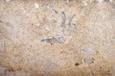 Fosilin dokulu arka planı. Ammonit. Antik yumuşakçaların fosilleşmiş kabukları.