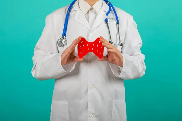 stock image Male doctor holding mockup thyroid gland. Help and care concept