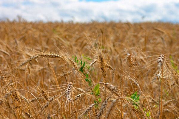 Wheat field. Ears of golden wheat close up.