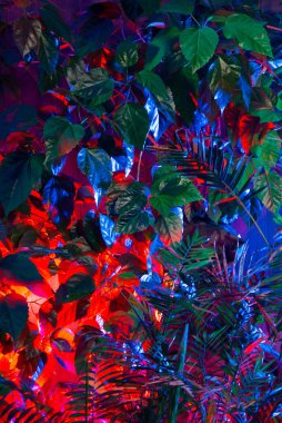 Tropikal yapraklardan oluşan yaratıcı floresan renk düzeni. Düz neon renkler uzanıyordu. Doğa konsepti.