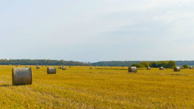 Yazın mavi gökyüzü arka planına sahip bir çiftlikte saman balyaları.