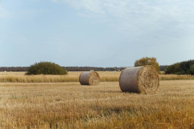 Yazın mavi gökyüzü arka planına sahip bir çiftlikte saman balyaları.