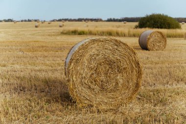 Yazın mavi gökyüzü arka planına sahip bir çiftlikte saman balyaları.