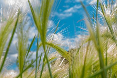 Yeşil arpaların kabarık dikenleri yakın plan Mavi gökyüzü ve çimenler