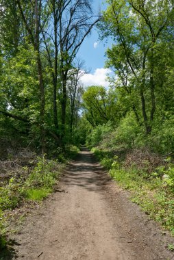 Ormanda Yeşil Ağaçlı Yürüyüş Yolu. Park 'taki güzel Alley. Karanlık Orman 'ın Yolu
