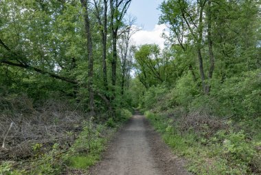 Ormanda Yeşil Ağaçlı Yürüyüş Yolu. Park 'taki güzel Alley. Karanlık Orman 'ın Yolu