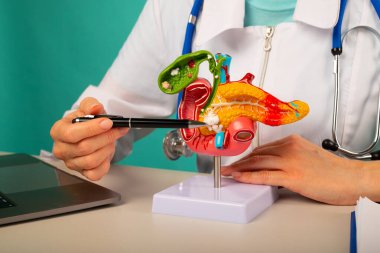 Doktor jinekolog plastik model insan pankreası üzerinde kalem gösteriyor.