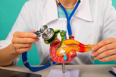 Doctor holding anatomical pancreas model and stethoscope in his office clipart