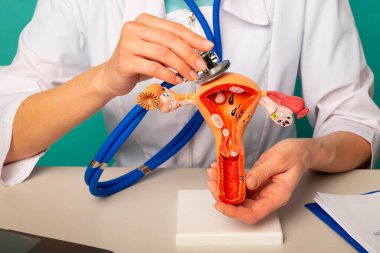 Doktorun elinde anatomik model kadın üreme organları ve stetoskop var.