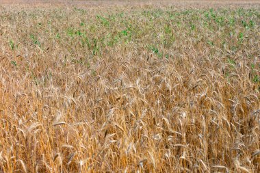 Buğday tarlası. Altın buğday kulakları yakın mesafede.