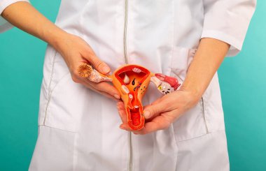 Doktor bölgesel model dişi üreme organları tutuyor.