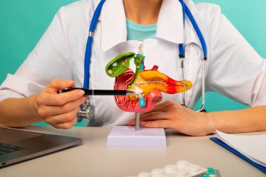 Doktor jinekolog plastik model insan pankreası üzerinde kalem gösteriyor.
