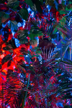 Tropikal yapraklardan oluşan yaratıcı floresan renk düzeni. Düz neon renkler uzanıyordu. Doğa konsepti.