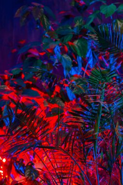 Tropikal yapraklardan oluşan yaratıcı floresan renk düzeni. Düz neon renkler uzanıyordu. Doğa konsepti.