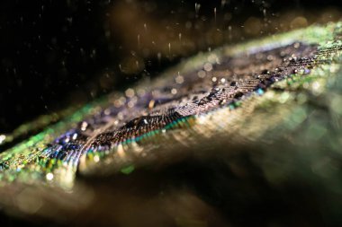 Tavus kuşu tüyüne su damlası