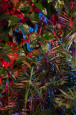 Tropikal yapraklardan oluşan yaratıcı floresan renk düzeni. Düz neon renkler uzanıyordu. Doğa konsepti.
