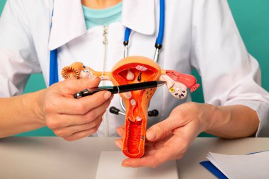 Doctor gynecologist showing pen on plastic model of uterus and ovaries closeup