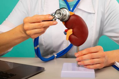 Doktorun elinde anatomik böbrek modeli ve steteskop var.